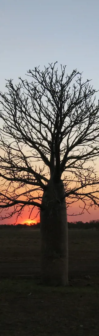 Baobab